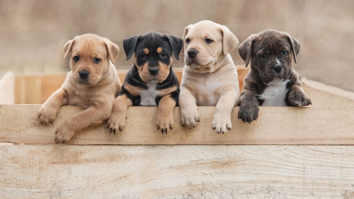 7 cuidados com o cachorro antes das primeiras vacinas